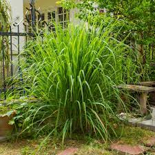 CITRONELLA GRASS