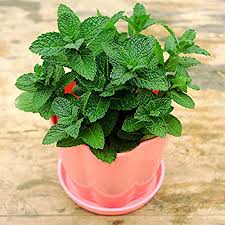 Peppermint Plant